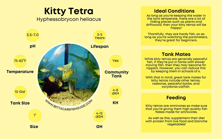 kitty tetra care sheet