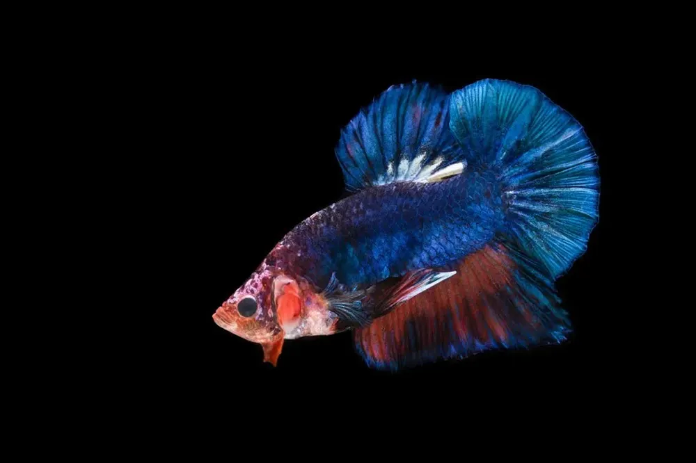 siamese fighting fish isolated on black background