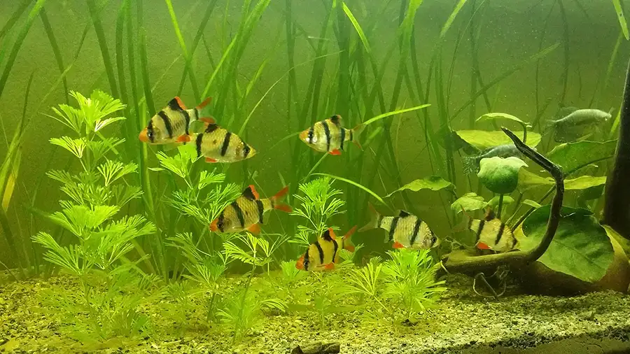 tiger barbs in aquarium