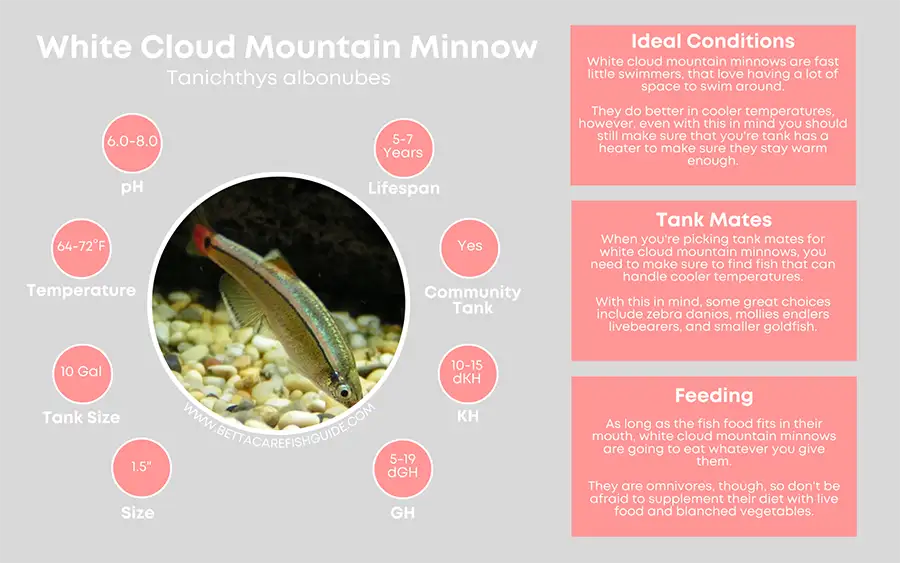 white cloud mountain minnow care sheet