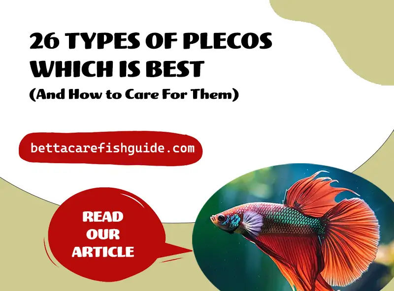 26 Types Of Plecos: Which Is Best & How To Care For Them?