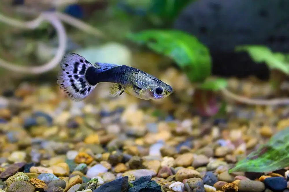 a female guppy aquarium fish