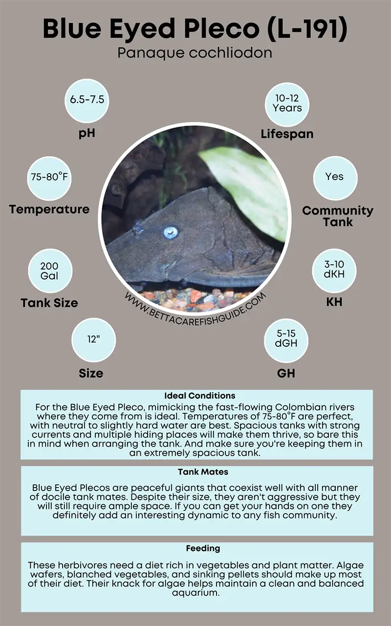 blue eyed pleco (l 191) care sheet