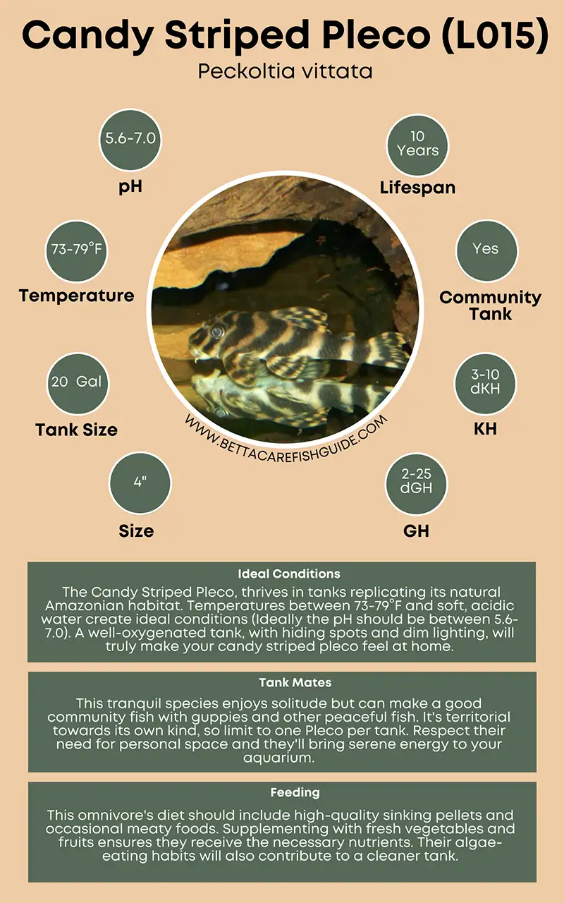 candy striped pleco care sheet big