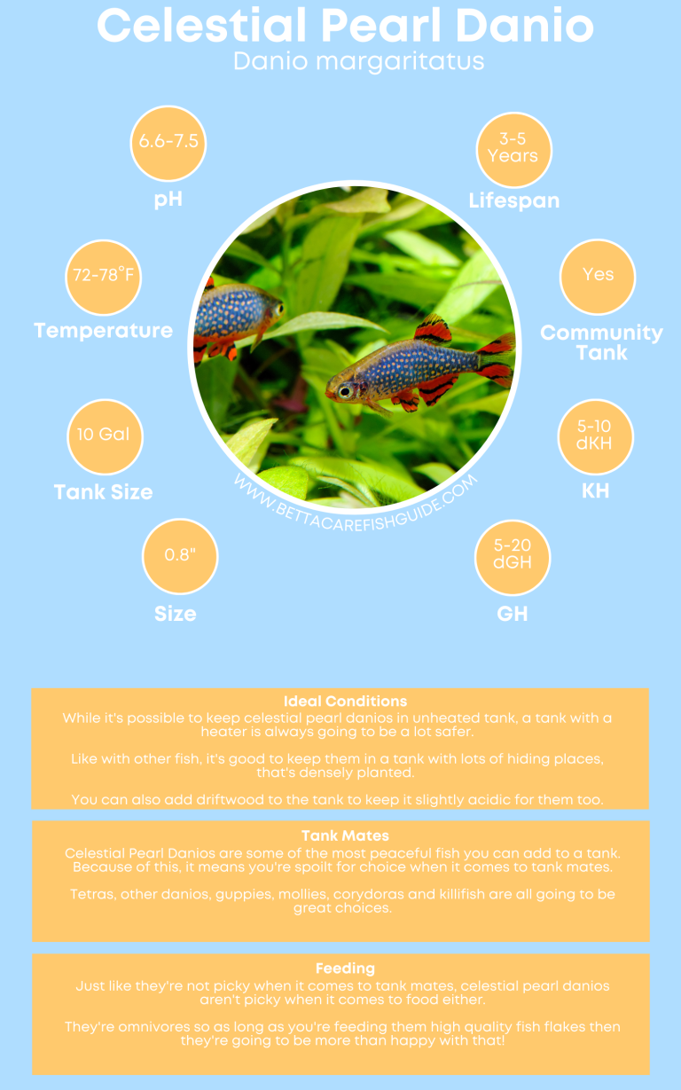 51 Best Community Fish For Your Tank (& Care Guides) - Betta Care Fish ...