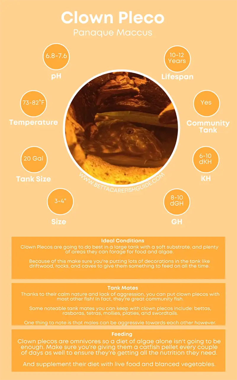 clown pleco care sheet