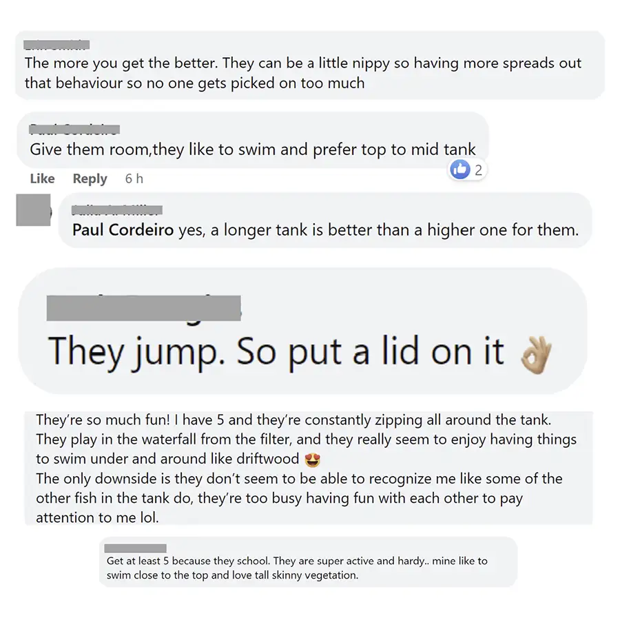 community thoughts on zebra danios