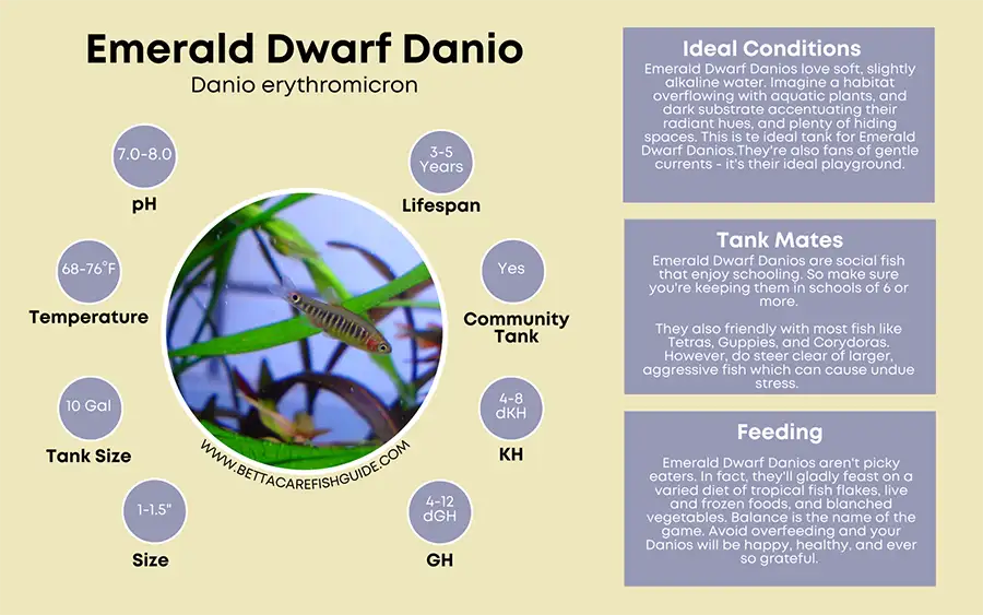 emerald dwarf danio care sheet