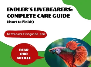 endler's livebearers complete care guide