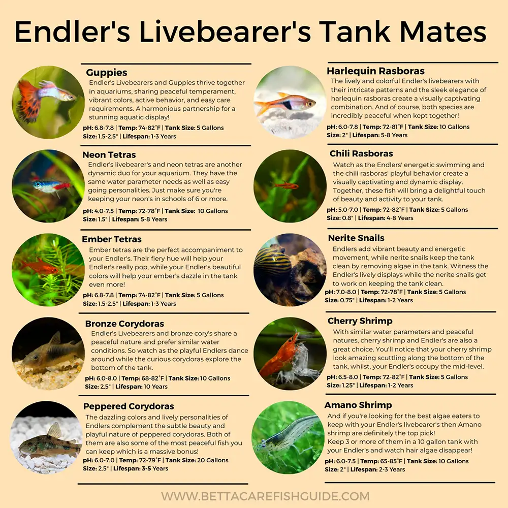 endler's livebearer's tank mates infographic