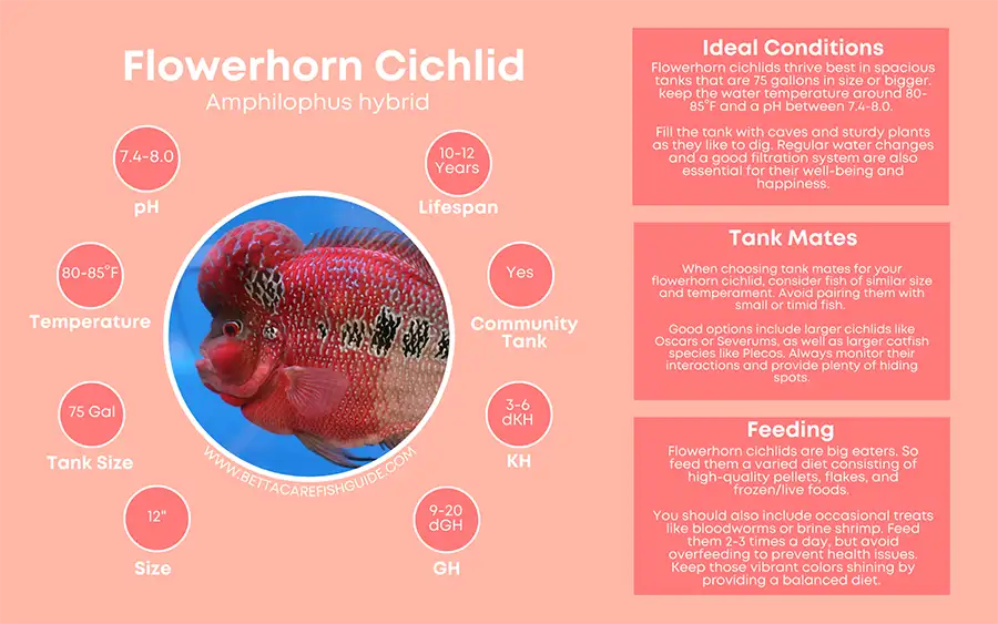 flowerhorn cichlid care sheet