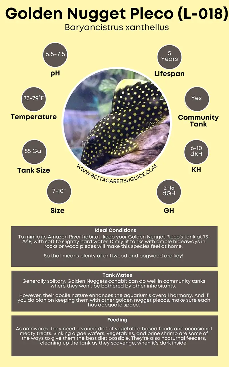 golden nugget pleco (l 018) care sheet