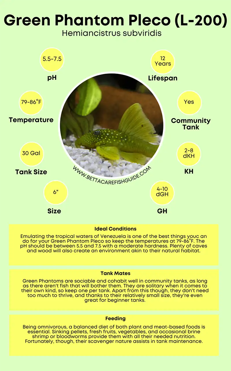green phantom pleco (l 200) care sheet