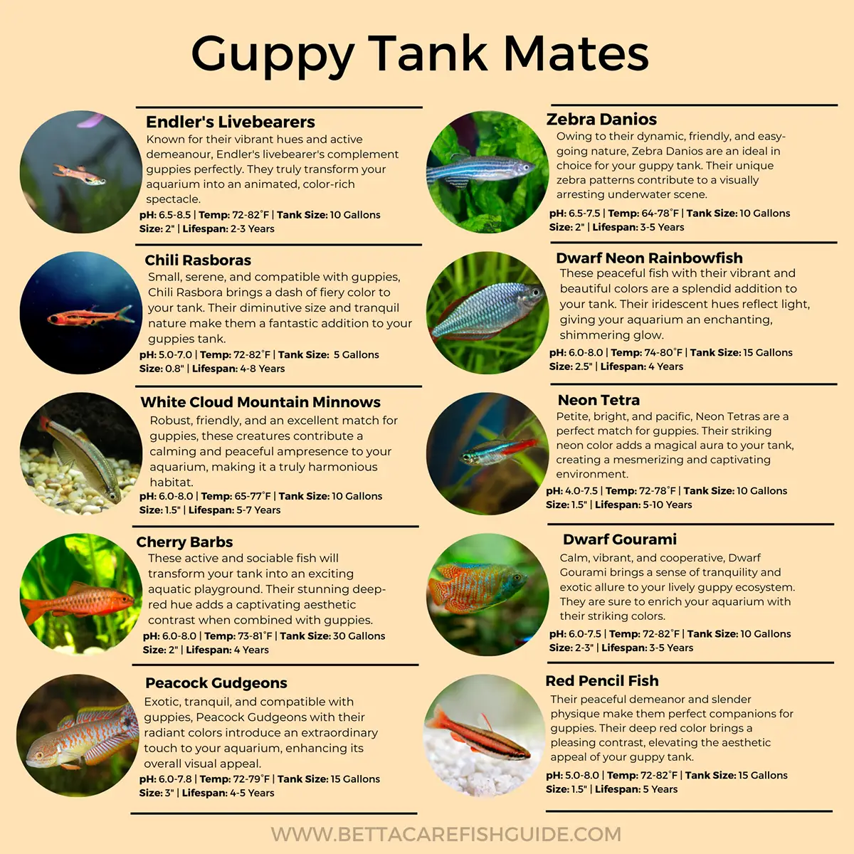 guppy tank mates