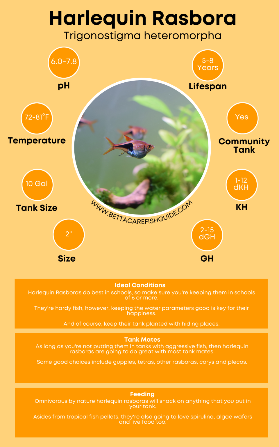 51 Best Community Fish For Your Tank (& Care Guides) - Betta Care Fish ...
