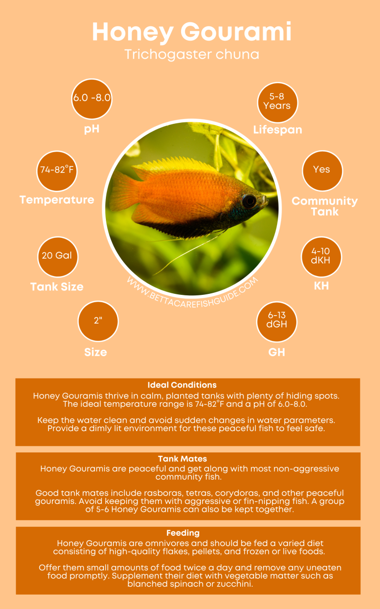 51 Best Community Fish For Your Tank (& Care Guides) - Betta Care Fish ...