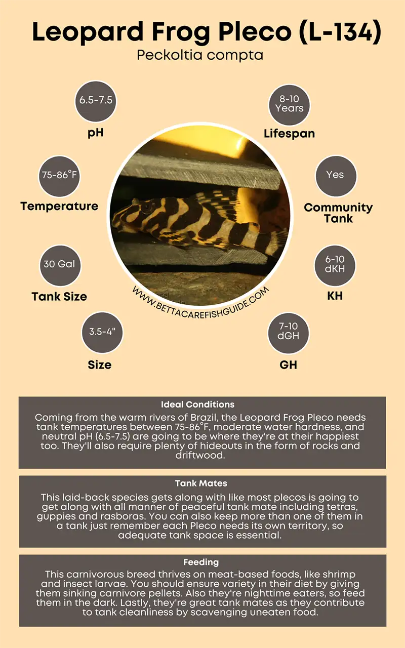 leopard frog pleco (l 134) care sheet