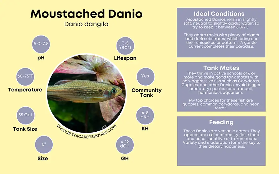 moustached danio care sheet