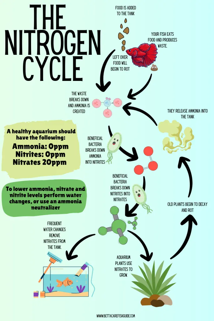 The Nitrogen Cycle