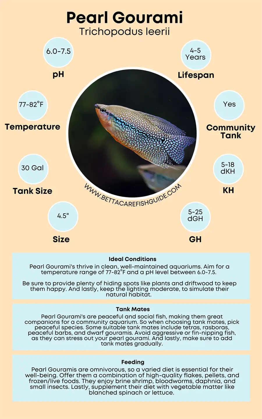 pearl gourami care sheet big