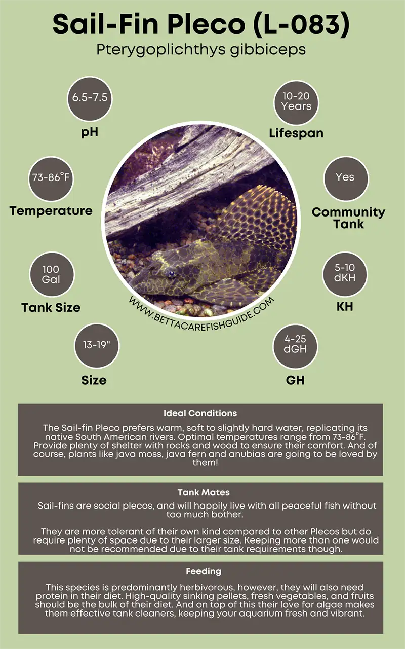 sail fin pleco (l 083) care sheet