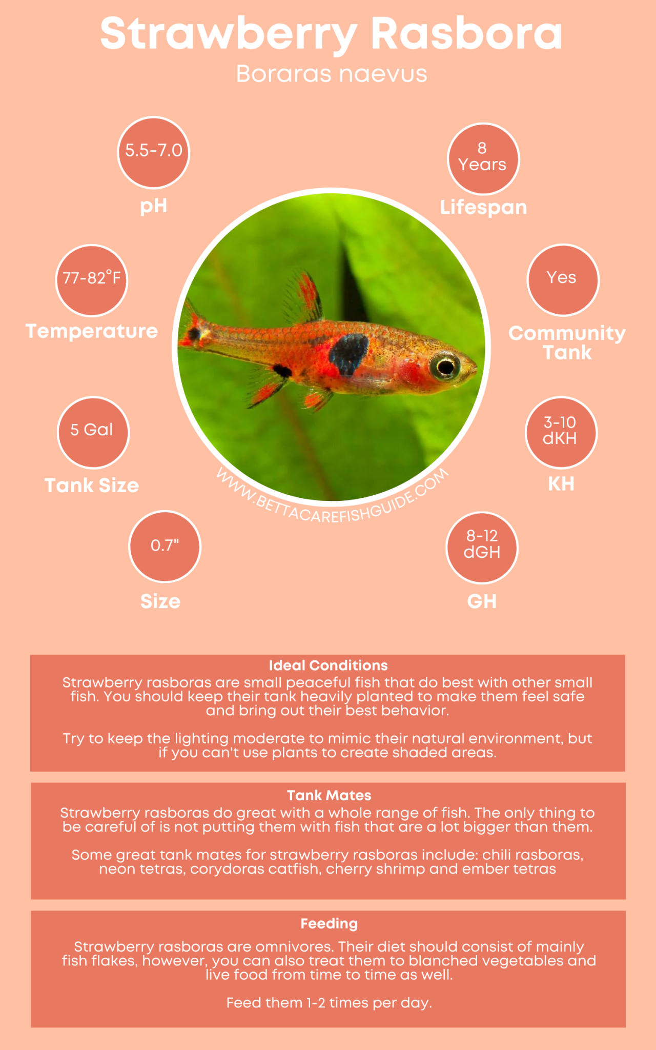 51 Best Community Fish For Your Tank (& Care Guides) - Betta Care Fish ...