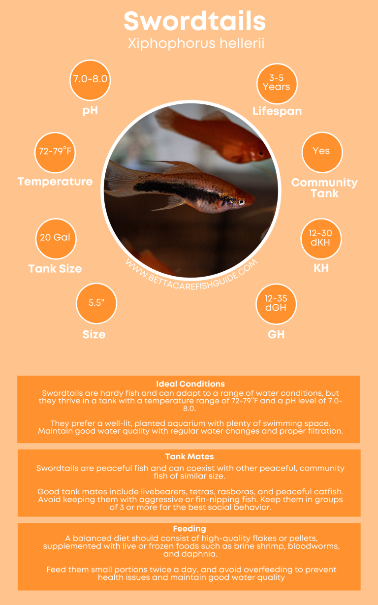 51 Best Community Fish For Your Tank (& Care Guides) - Betta Care Fish ...