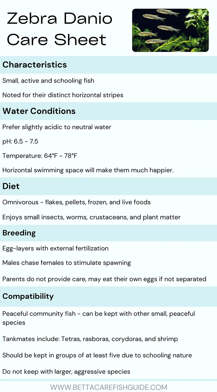 zebra danio care chart