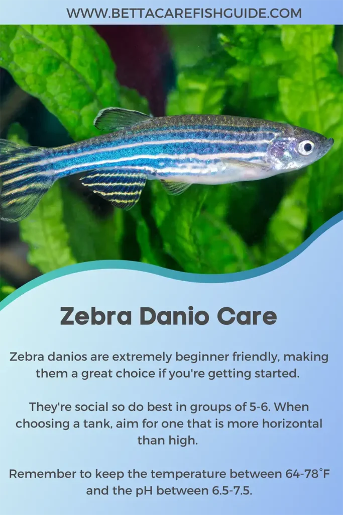 zebra danio care recap
