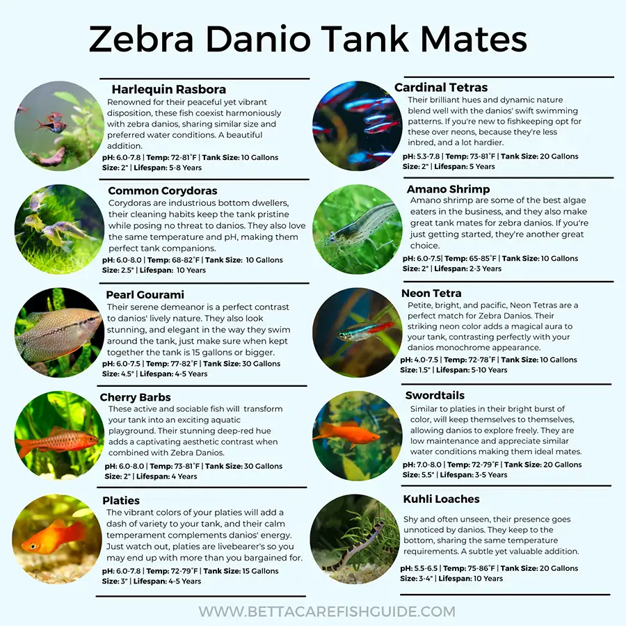 zebra danio tank mates infographic
