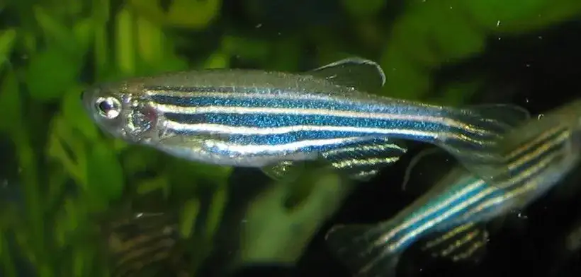 zebra danio zebra fish