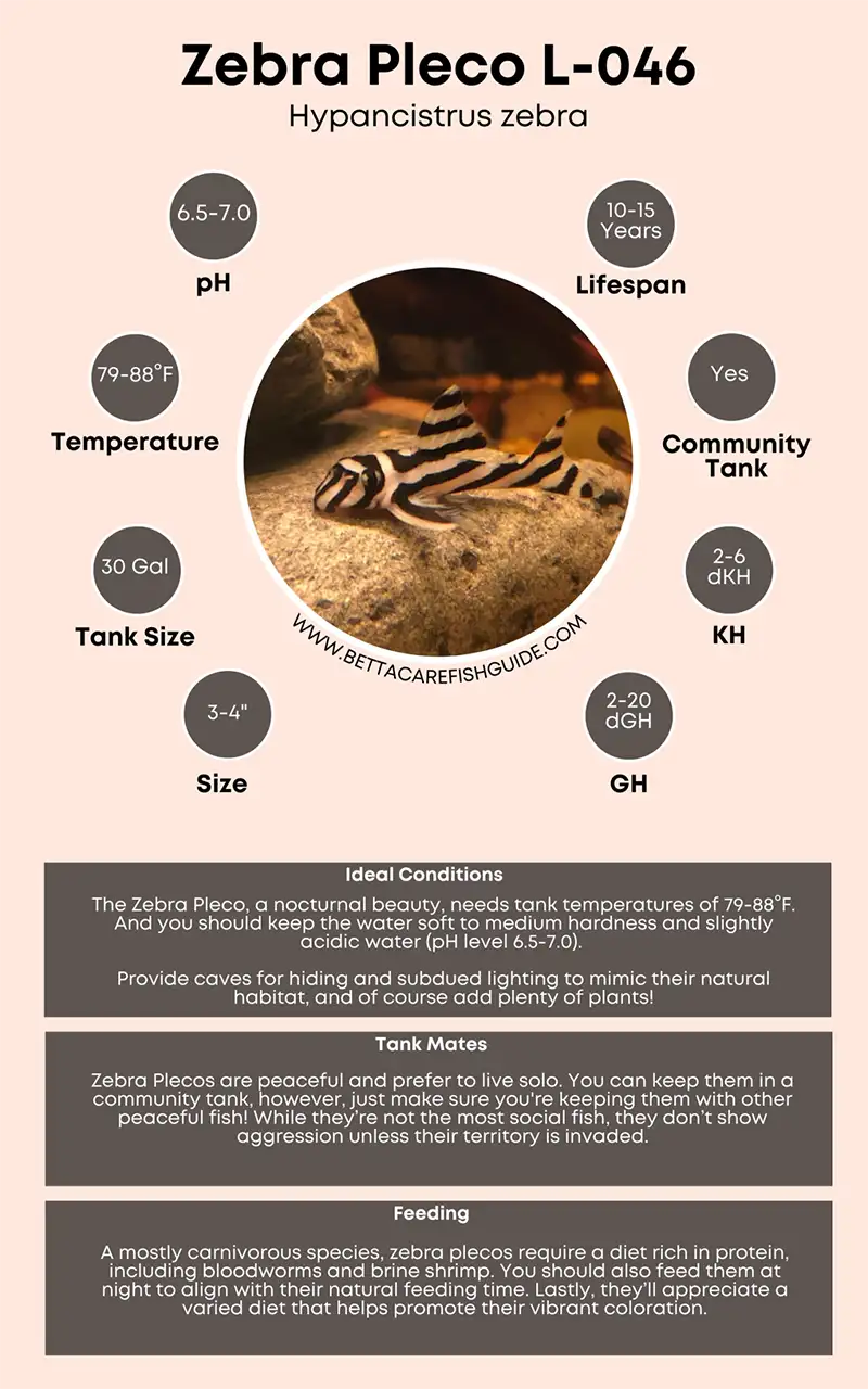 zebra pleco l 046 care sheet