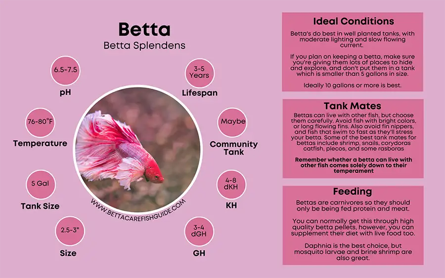 betta care sheet