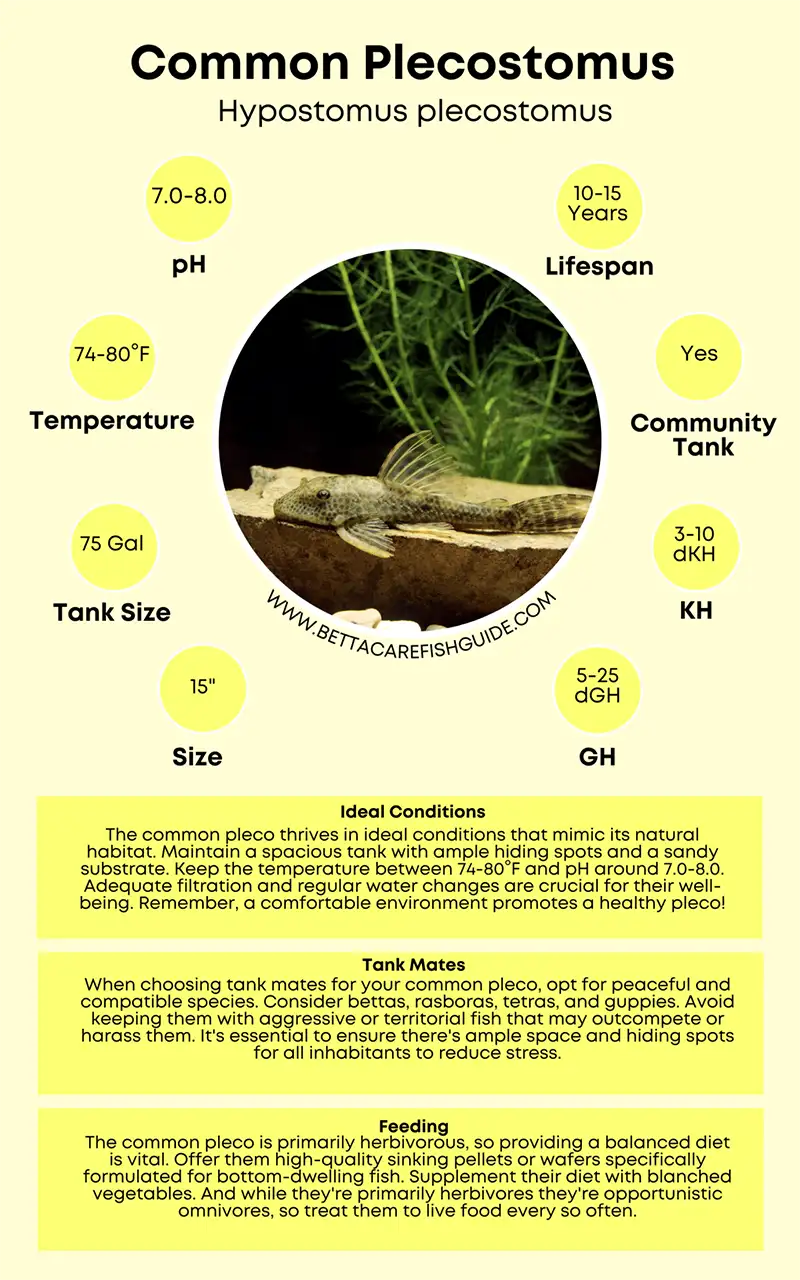 common pleco care sheet big