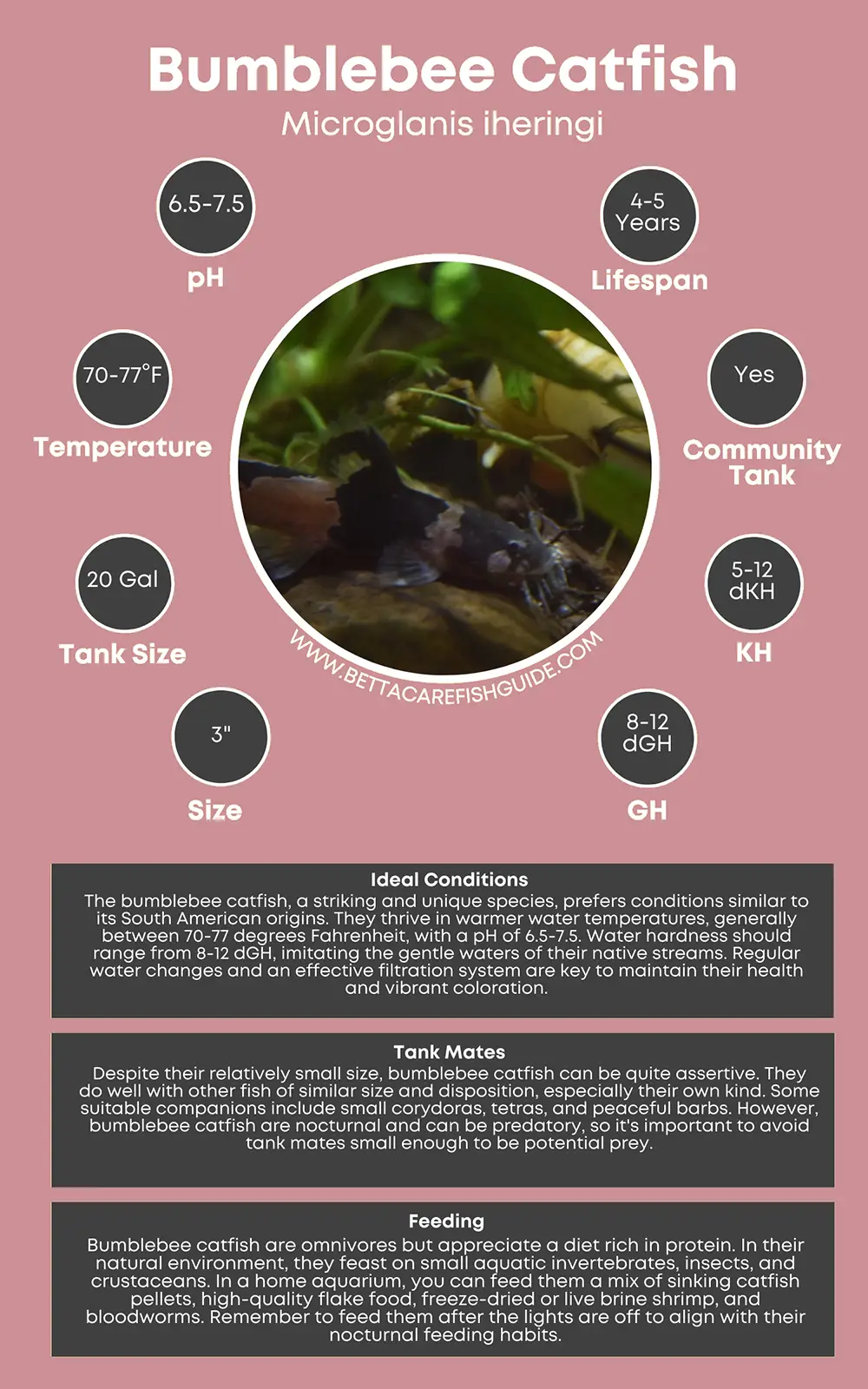 bumblebee catfish care sheet