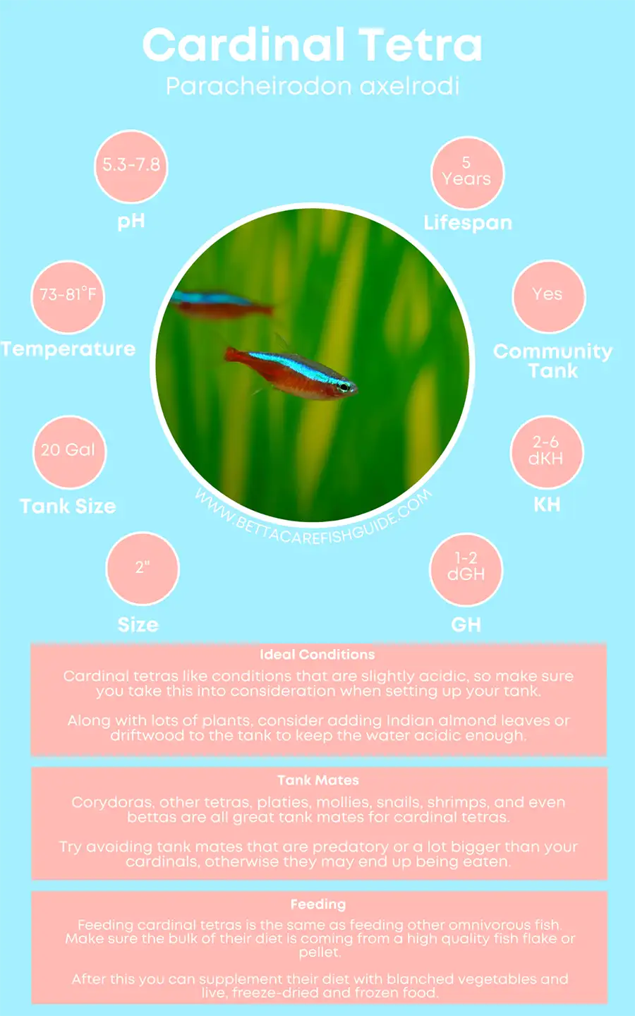 Cardinal Tetra Care Sheet big