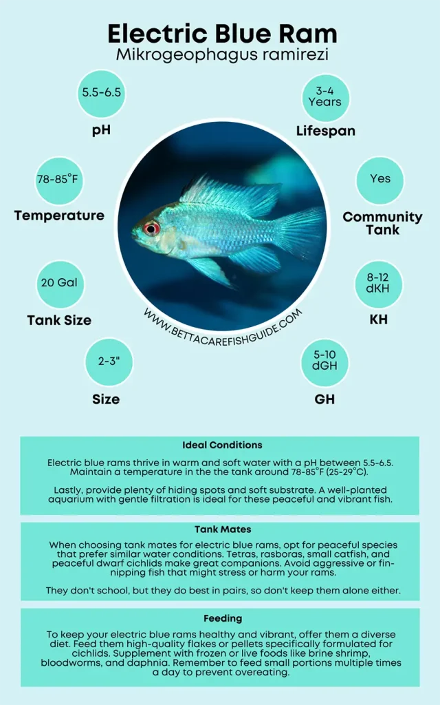 Electric Blue Ram Care Sheet