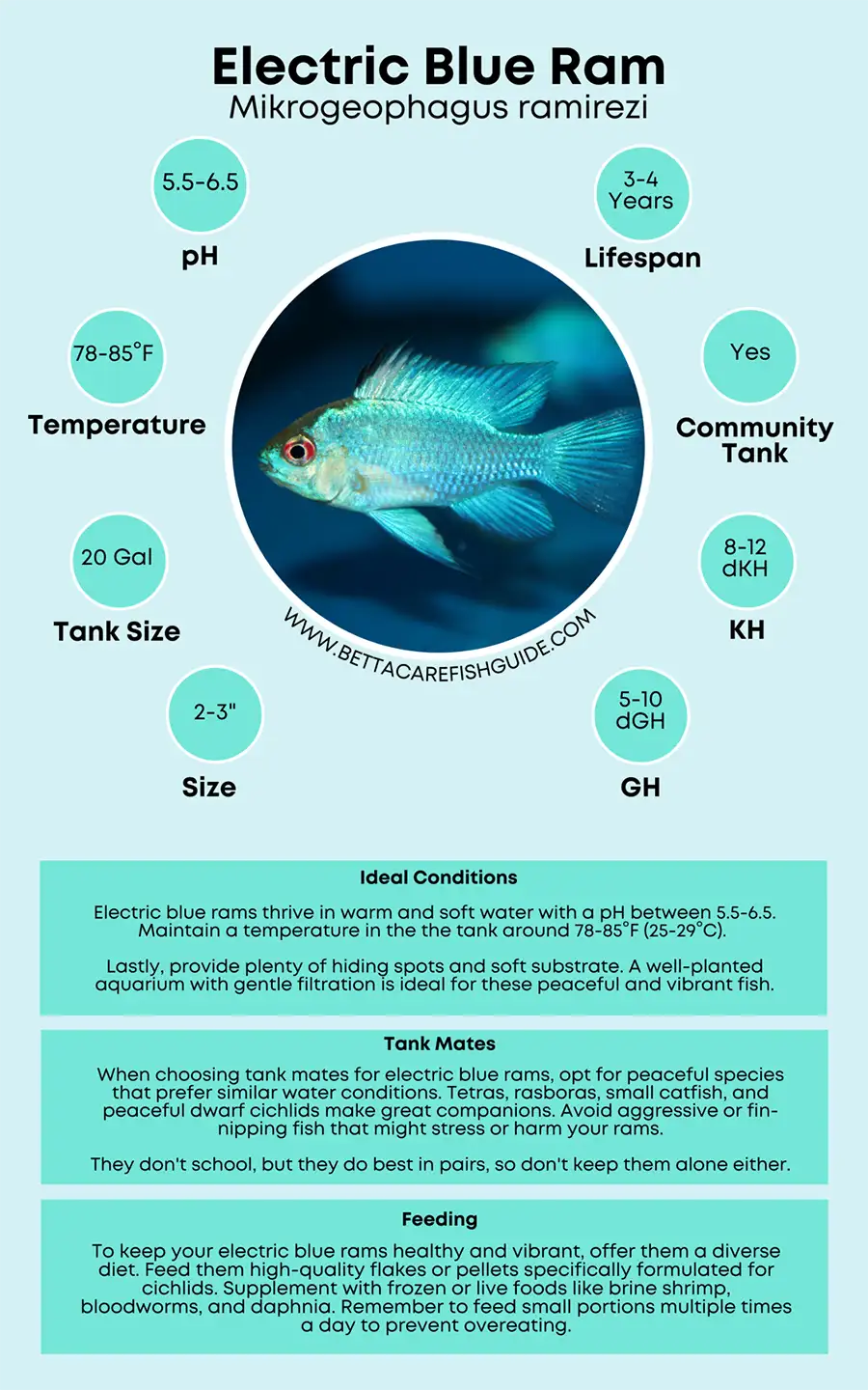 Electric Blue Ram Care Sheet