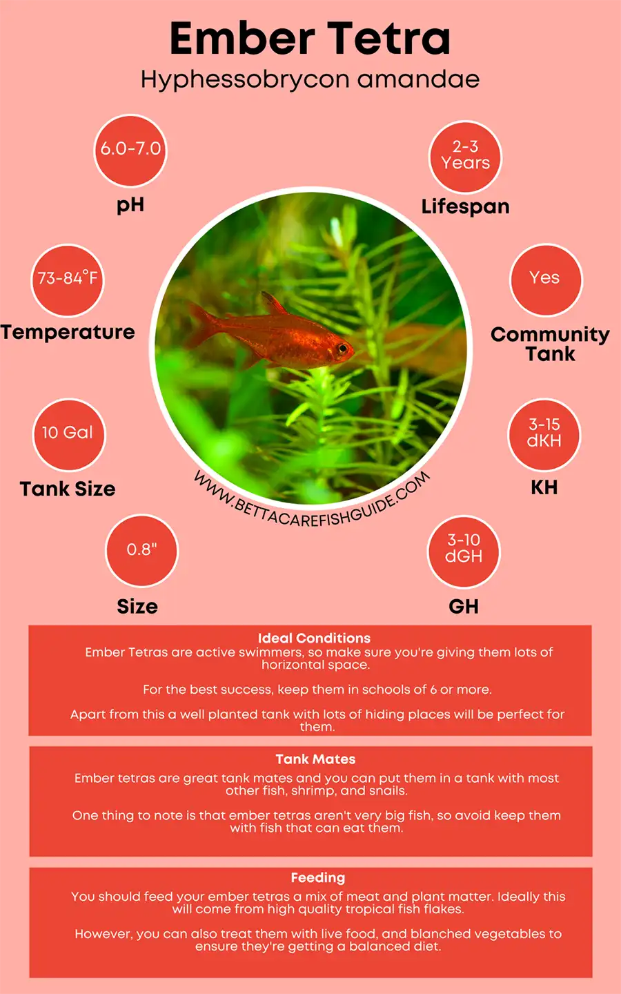 Ember Tetra Care Sheet Big