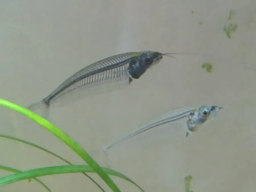 glass catfish