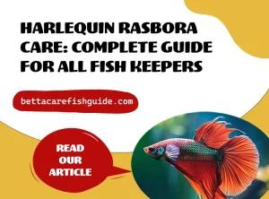 harlequin rasbora care complete guide for all fish keepers