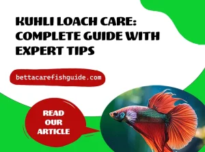 kuhli loach care : complete guide