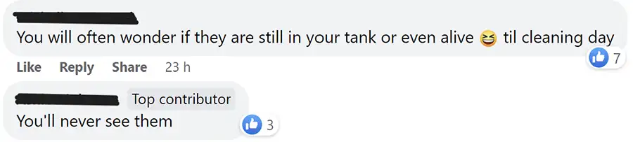 Kuhli Loach community Thoughts 1
