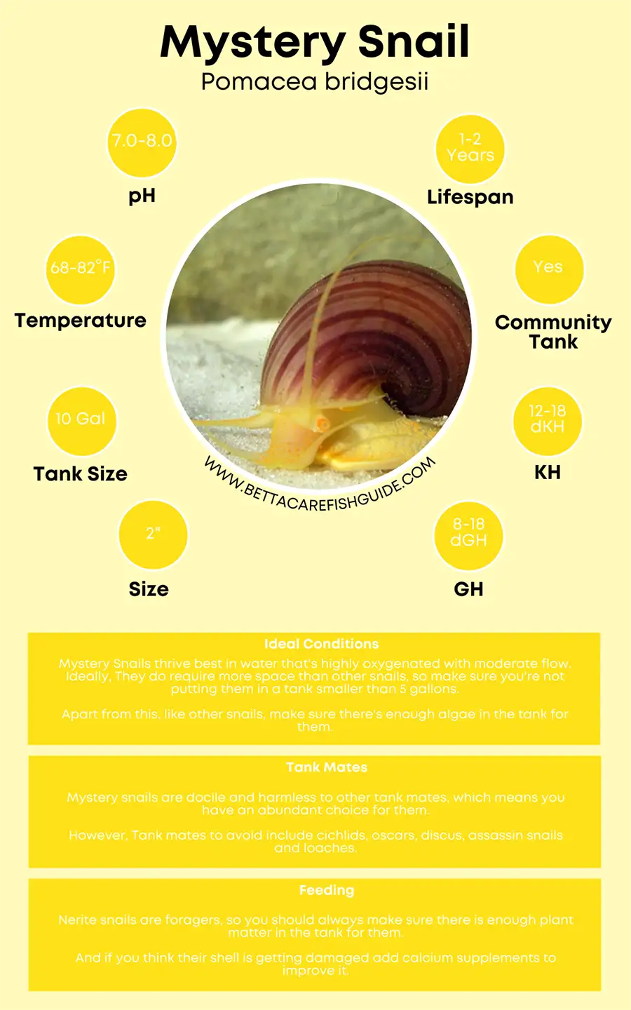 mystery snail care sheet