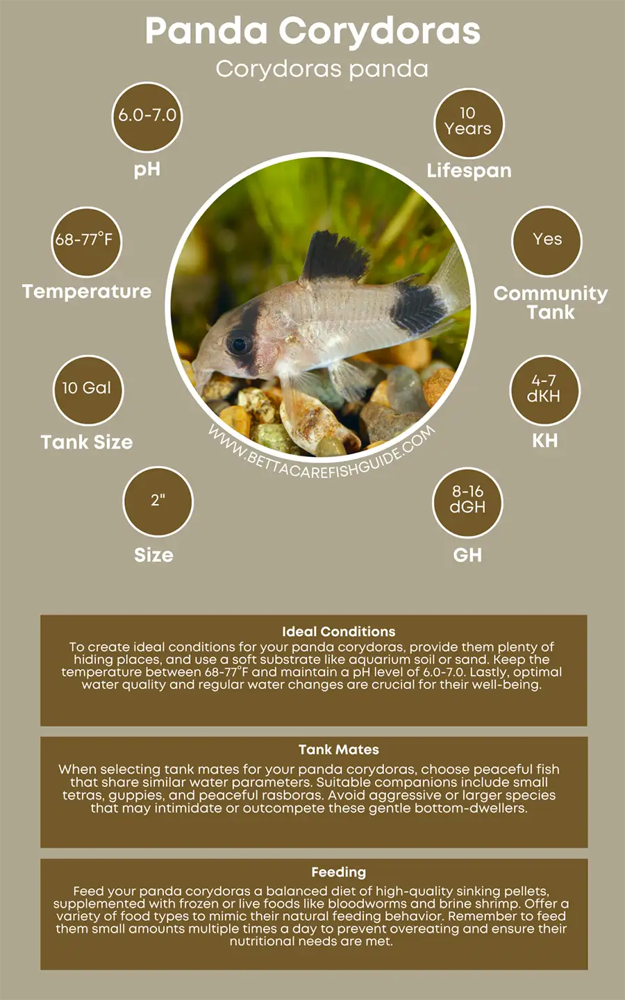 Panda Corydoras Care Sheet Big
