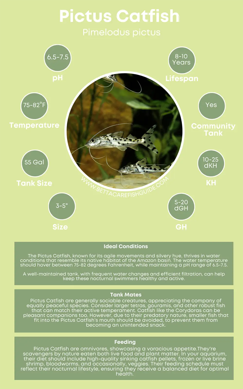 pictus catfish care sheet