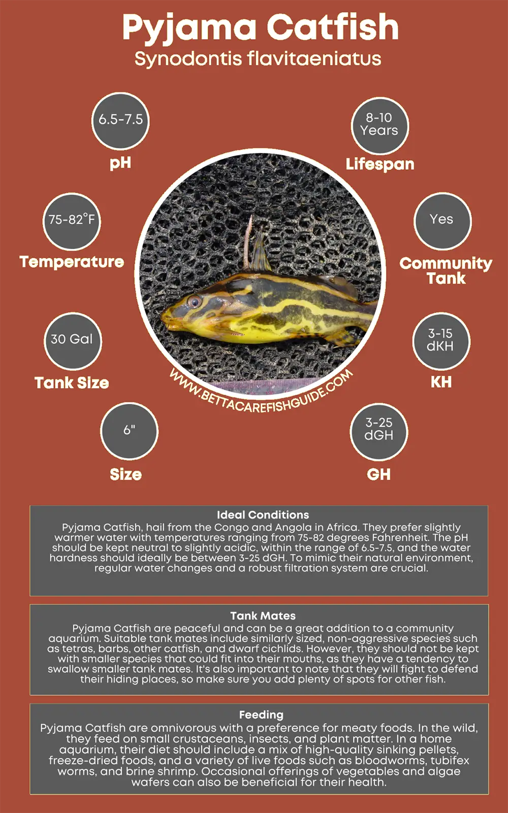 pyjama catfish care sheet