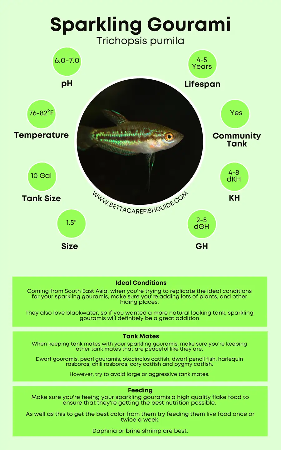 Sparkling Gourami Care Sheet Big