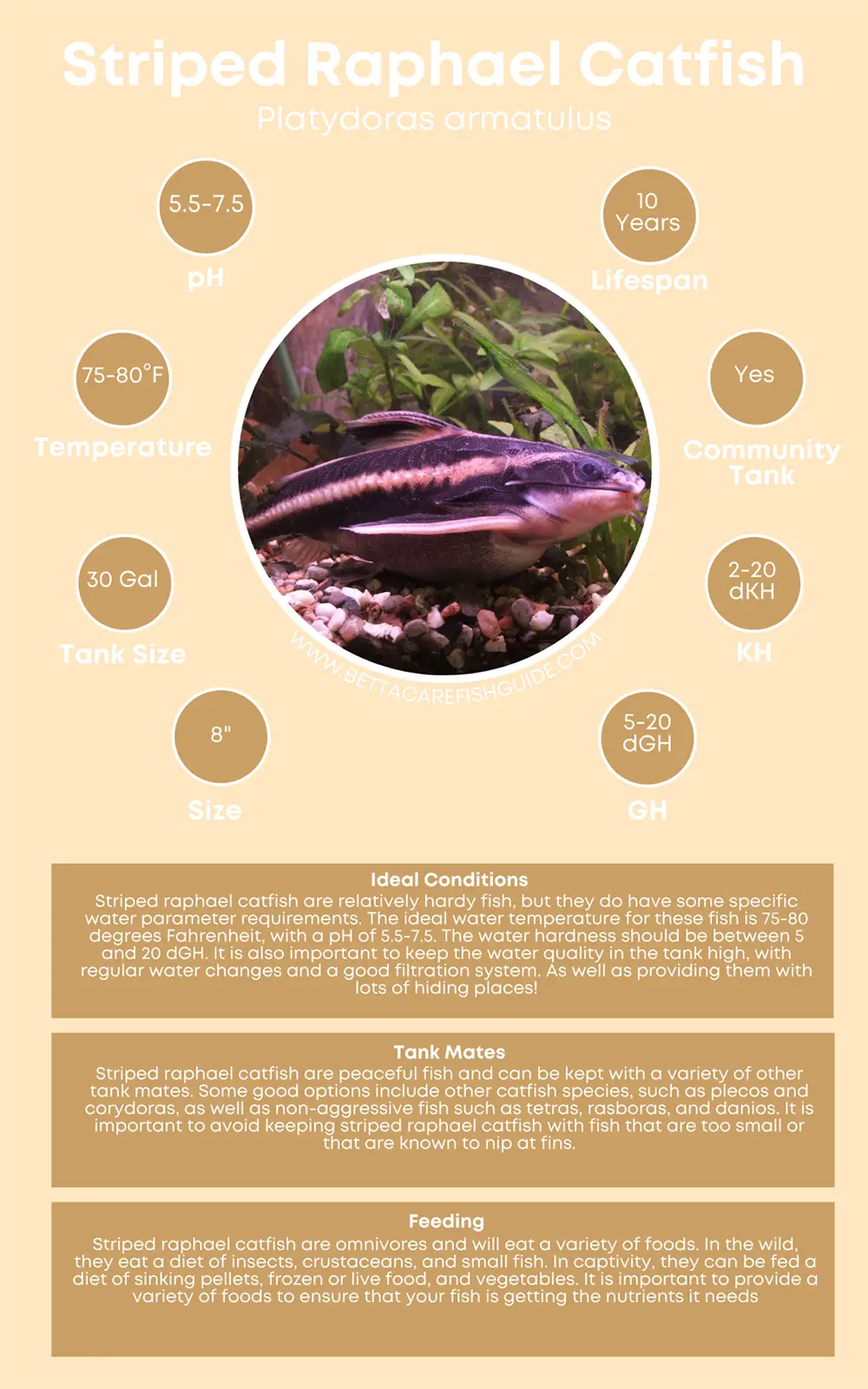 striped raphael catfish care sheet