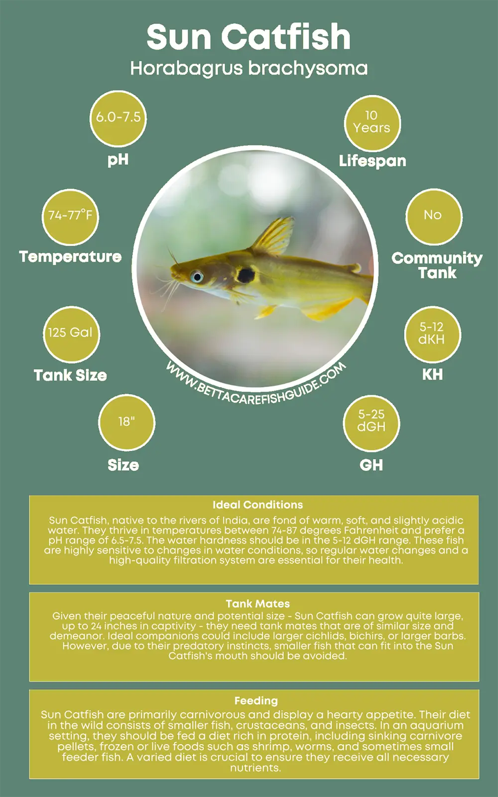 sun catfish care sheet